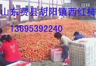 山东费县两万亩大红、粉红西红柿，现已大量上市
