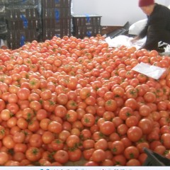 上万亩西红柿现已大量上市