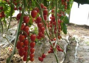 供应樱桃番茄西红柿！