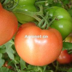 常年供应各种新鲜四季蔬菜.