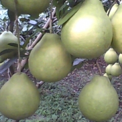 恭城县龙虎乡供应大量沙田柚、脐橙、椪柑