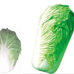 河南焦作北京三号大白菜0.15元/斤