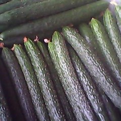 黄瓜、芹菜、莴苣等现在陆续上市