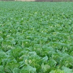 夏邑万亩无公害大白菜基地常年出售大白菜