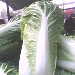 河南商丘毛菜上车价0.08-0.09元/斤、净菜0.1-0.15元/斤