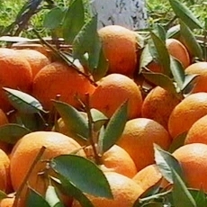 百万斤柑橘急找销路，又大又甜！