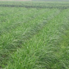 韭菜上千亩，主要提供韭黄与韭菜