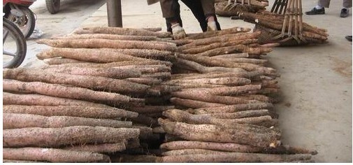 本地有大量低价山药供应。