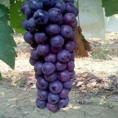 浙江长兴吴城村三千多亩葡萄