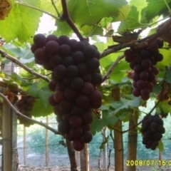 广西大量巨峰葡萄上市 价格优惠