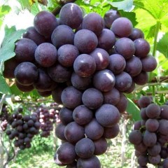 邢台巨峰葡萄1000亩，日供十万斤