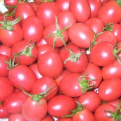 3月6日山东莘县新鲜蔬菜价格行情