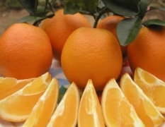 寻乌县的脐橙正在热销中