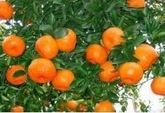 湖南酉水河畔的柑橘(椪柑)之乡