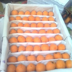 云南蒙自草坝镇，现在葡萄、枇杷已上市