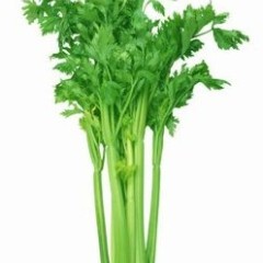 邯郸万亩芹菜现已大量上市