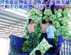 大量供应甘蓝，北京新三号大白菜,莴笋等