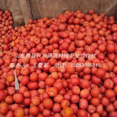 山东费县万亩大棚早春粉红西红柿开始上市了