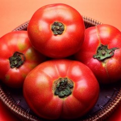 临沂费县大量西红柿已上市