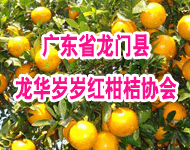 龙门县年桔每年12月至次年的5月都有鲜果上市