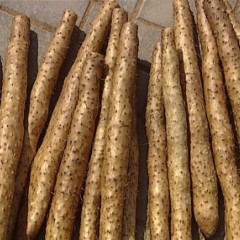 优质山药，寿光土产，无公害山药