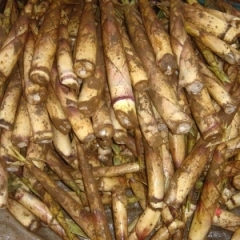 代理商收购新鲜春笋100吨