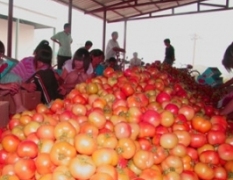 山东定陶大量供应西红柿