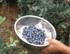 自产自销蓝莓鲜果80000斤