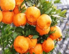 周迅老家衢州市廿里镇的橘子红了，碰柑0.5元每斤