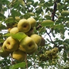 大量砀山梨，望有意的老板来电洽谈