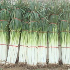 1万多亩的章丘大葱