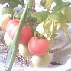 济宁市任城区大量大棚西红柿上市