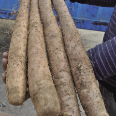 山东齐河县各种山药及山药价格行情