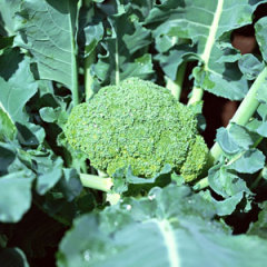 临海西兰花国内品质最优