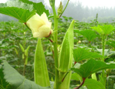 绵阳新鲜黄秋葵7.5元每斤