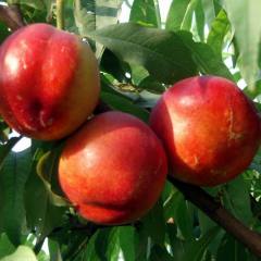 大连优质大棚油桃出售, 目前价格在2-5元/斤