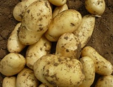 优质希森土豆种子5万公斤，0.45元每斤