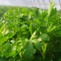 南通特优芹菜，分为有根和无根两种