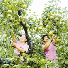 陕西酥梨具有糖度高，脆甜香，品质上乘