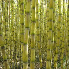 广东每年约11月至第二年清明节果蔗收成的季节