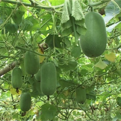 山东聊城莘县蔬菜基地大量销售冬瓜