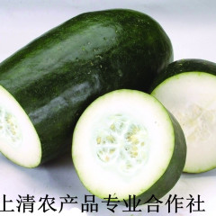 寿光市上清农产品专业合作社优质冬瓜