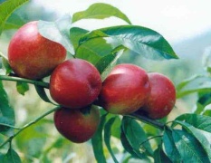 河北乐亭县有大量毛桃油桃马上成熟