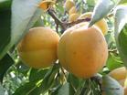 本地盛产黄金杏，品种多，肉质鲜美