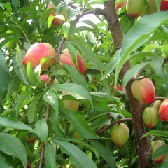 大棚油桃清明节前后即将上市