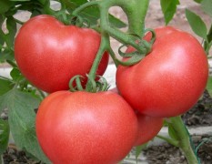 台州市海华果蔬种植合作社供应西红柿