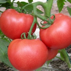 3月26日山东济阳、莘县西红柿价格行情