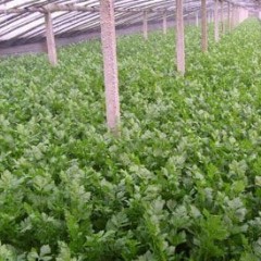 山东曹县供应优质芹菜