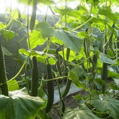 苍山县平阳蔬菜产销专业合作社出售黄瓜