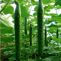 莘县十八里铺镇优质黄瓜